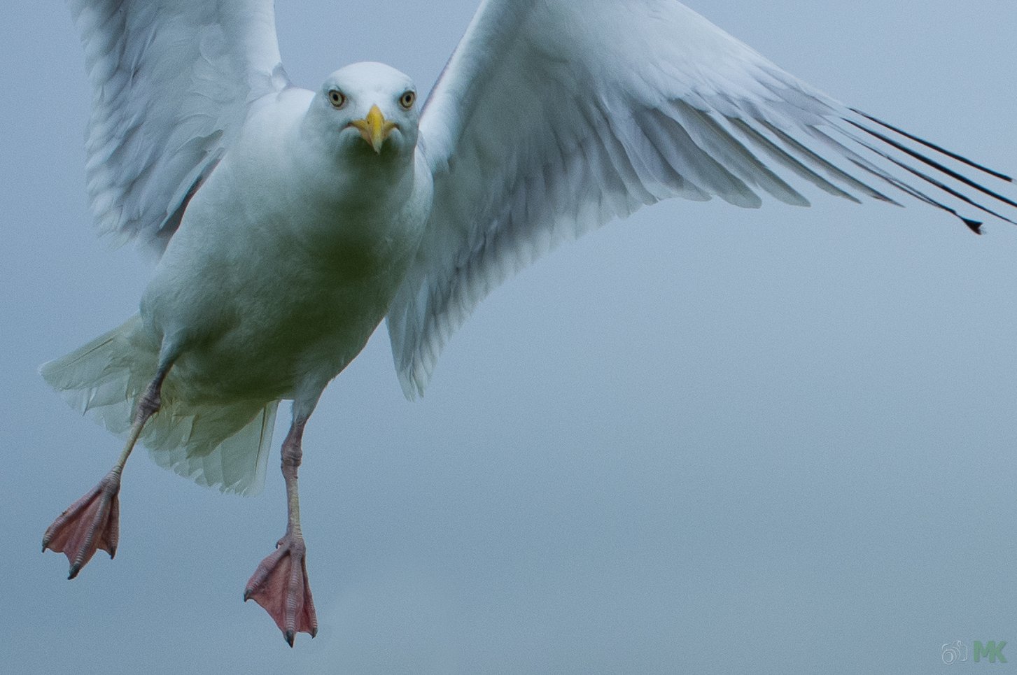Silbermöwe im Landeanflug