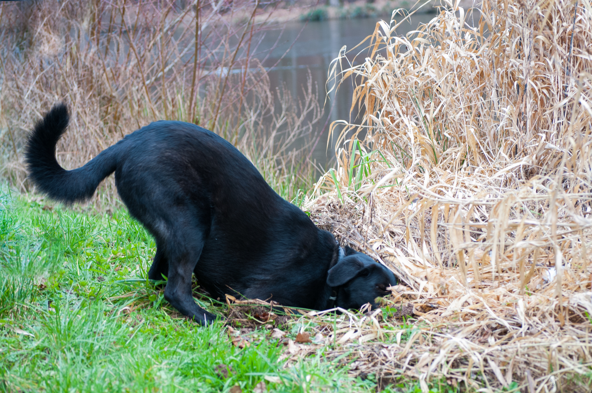 Komm da raus Du Maus