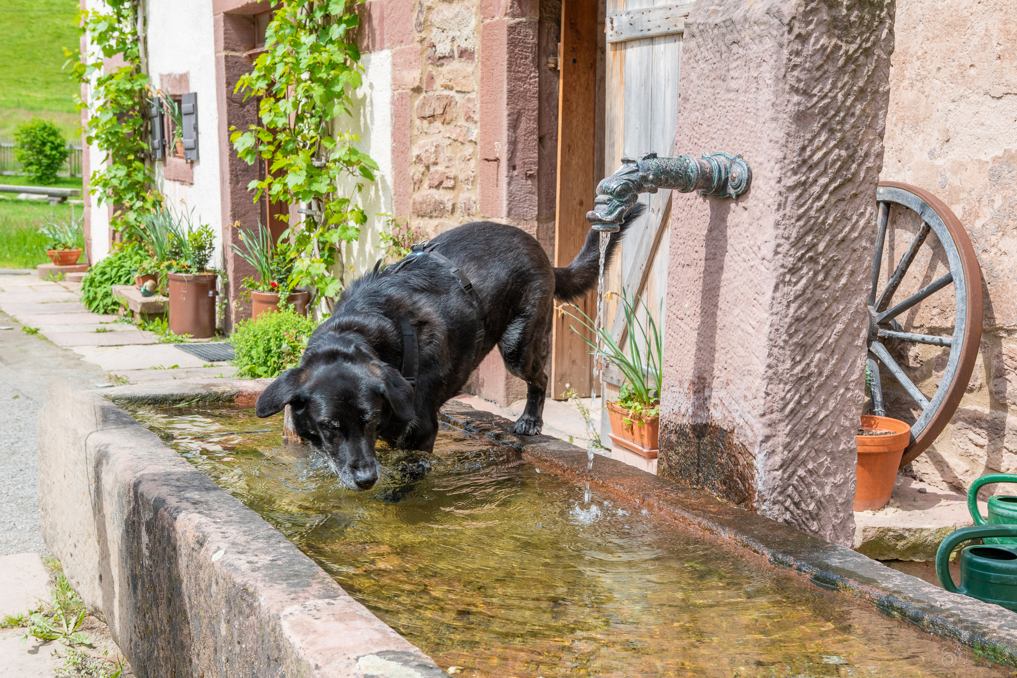 Hinein in's kühle Nass